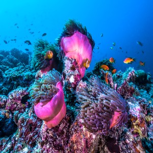 تُعد
الشعاب المرجانية أكثر النظم البيئية البحرية تنوعًا بيولوجيًّا على وجه الأرض